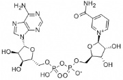 beta-NAD